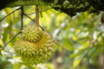 Durian fruit on tree in the garden