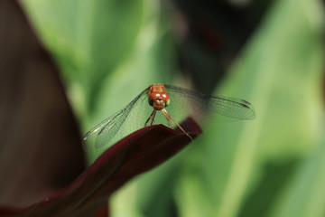 Dragonfly