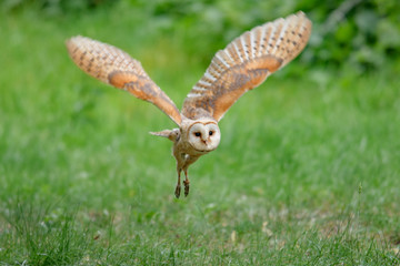 Barn Owl (Tyto alba) 
