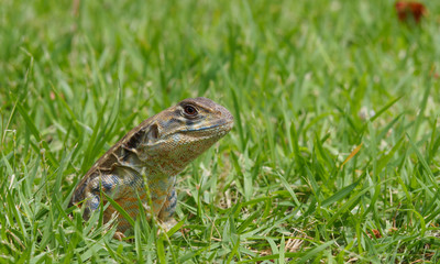 closeup head shot of Oriental garden lizard