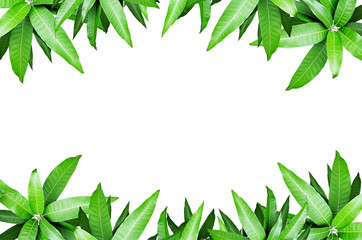 Fresh Mango Leaf Frame Isolate Buy This Stock Photo And Explore