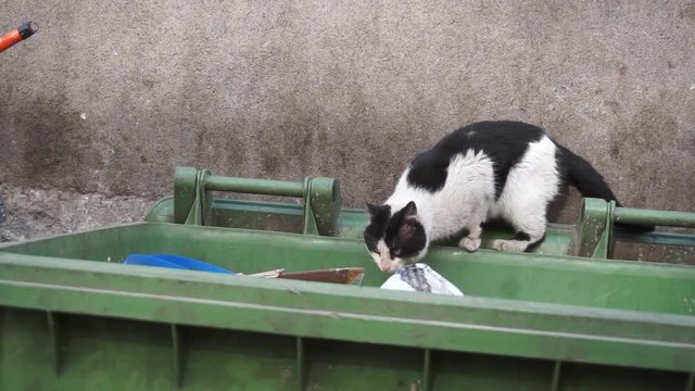 Homeless, dirty, stray cat with shabby fur. Goes along dirty, filthy garbage container - looking at the camera - shot in small downtown alley - Concrete wall as a background. Point of view - Close up 