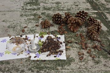 MASSA, ITALY - AUGUST 15 2015: Extracting nuts from pinecone