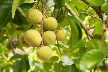 Santol fruits on tree in the garden