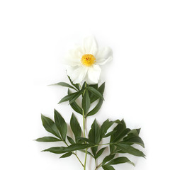 Flat lay lone white peony flower on white background. Top view
