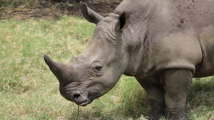 A big rhinoceros in an African safari. 