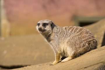 Meerkat sitting