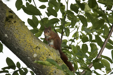 Red squirrel sitting in a tree