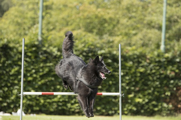 Dog, Belgian Shepherd Groenendael, jumping over jump