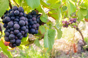 Close-up view of bunches of ripe grapes in the Champagne vineyard at sunset.