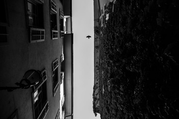 Pigeon in the Alley