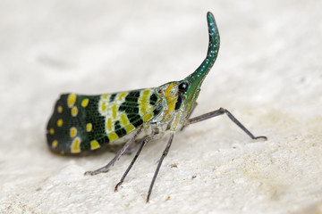 Image of Pyrops viridirostris (Westwood, 1848) on the floor. Insect Animal