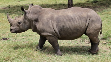 Obraz premium A big rhinoceros in an African safari.