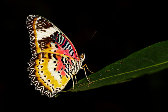 Image of a Plain Tiger Butterfly on black background. Insect Animal. (Danaus chrysippus chrysippus Linnaeus, 1758)