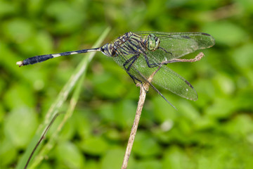Image of green tiger skimmer dragonfly (Orthetrum sabina ) on nature background. Insect Animal