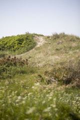 Beach dunes in Denmark - 167252071