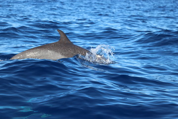 Fototapeta premium dolphin