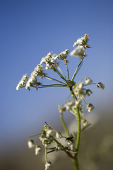 Weed with blue sky as a background - 167252224