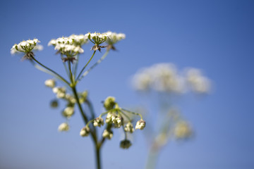 Weed with blue sky as a background - 167252228