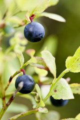 blueberry - 167252462
