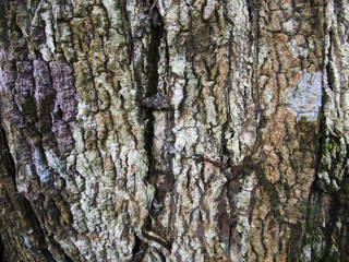 Fototapeta premium Detailed wood bark texture with cracks. Raw wood board surface