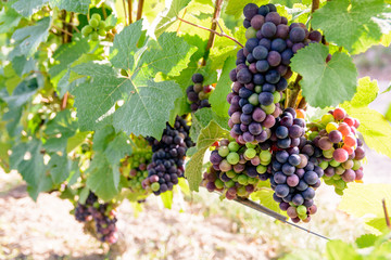 Bunches of grapes at different stages of ripeness in the Champagne vineyard at sunset.