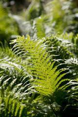 Wildly growing ferns in nature - 167253097