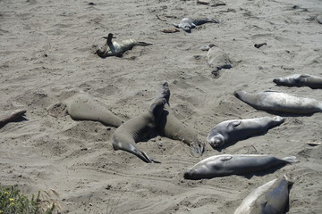 Fototapeta premium California West Coast Elephant Seal Viewing Point Vista