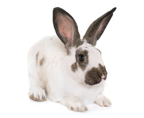 Checkered Giant rabbit