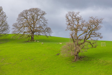 Sheep and deer grazing on a mountain meadow in The Lake District National Park, Cumbria, England