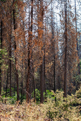 Dead trees of the California Sierra Navada