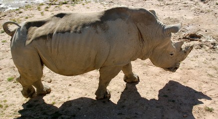 Obraz premium Rhinocéros blanc