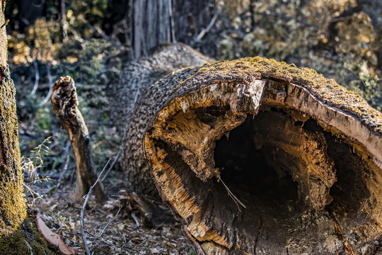 Dead trees of the California Sierra Navada
