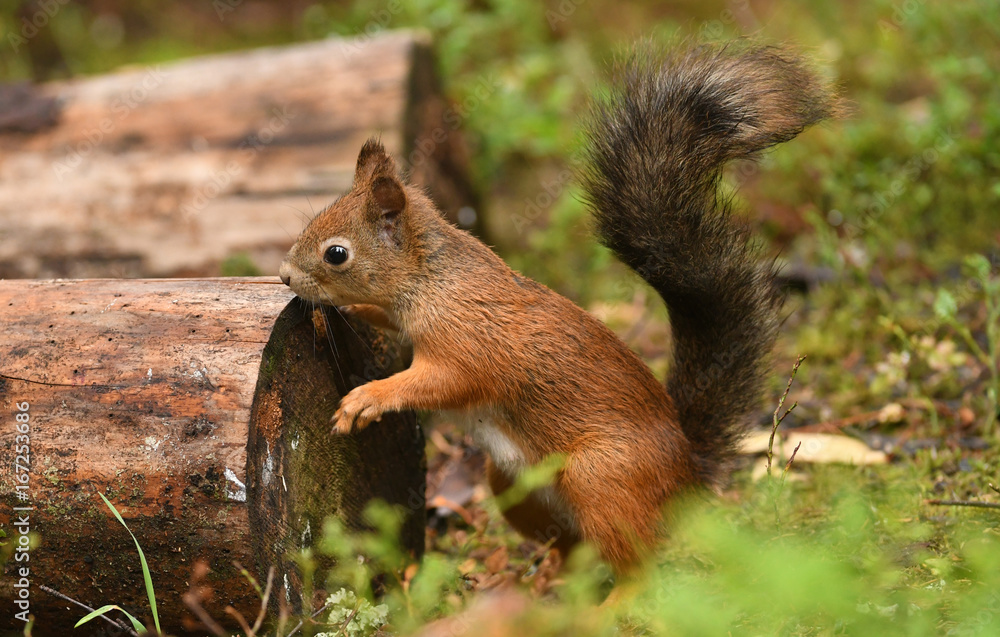 Wall mural red squirrel (sciurus vulgaris)