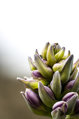 Blüte