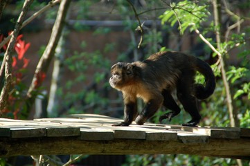 Singe sur un pont en bois