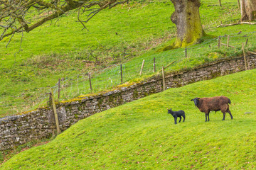 Sheep with young lamb grazing on a mountain meadow in The Lake District National Park, Cumbria, England