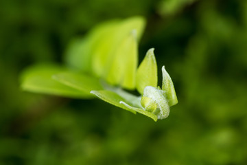 Young leaves of Fern in the blurry background is Beautiful close up photo.