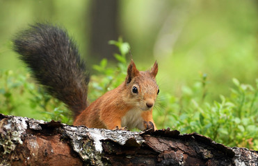 Red Squirrel (Sciurus vulgaris)