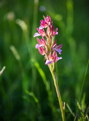 Orchis papilionacea