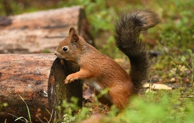Naklejka na ściany i meble Red Squirrel (Sciurus vulgaris)