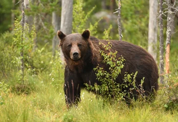 Foto op Aluminium Wild brown bear (Ursus arctos) © Piotr Krzeslak