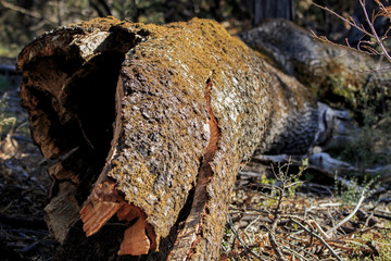 Dead trees of the California Sierra Navada