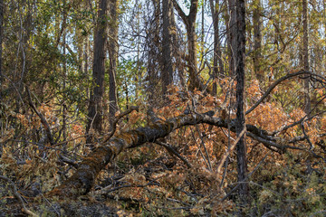 Dead trees of the California Sierra Navada