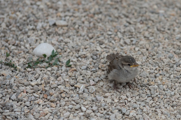 Neugieriger Babyspatz