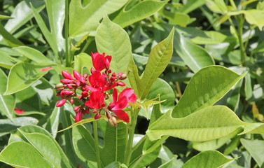 red flower