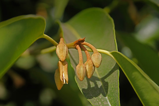 Mimusops elengi, Spanish cherry