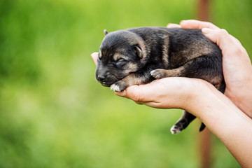 little puppy on the palm.  friendship and animal concept