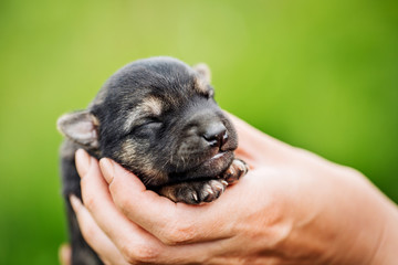 woman holding with little pet.  friendship and animal concept