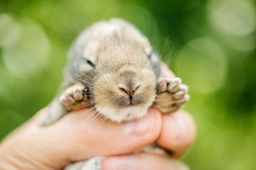 baby rabbit bunny in farmer hands.